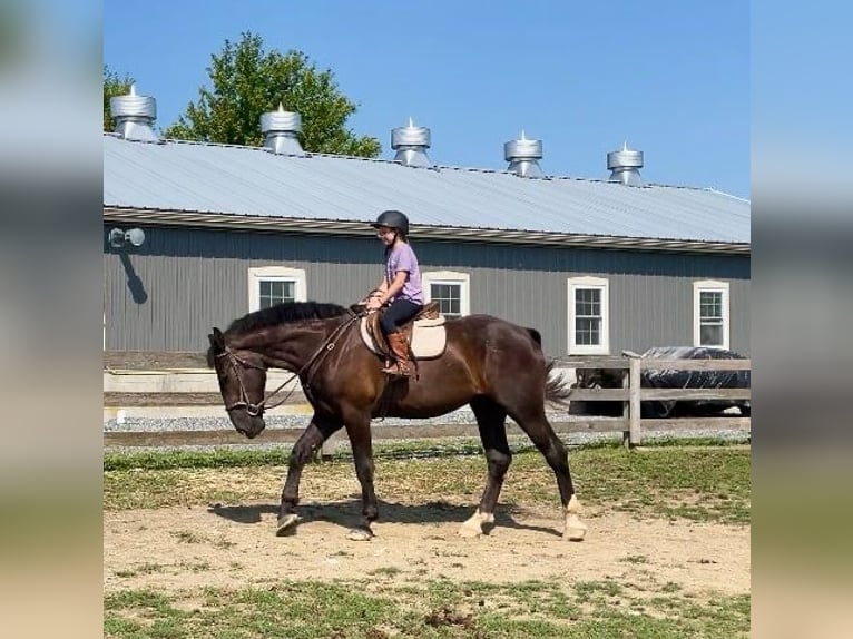 Percheron Mix Castrone 3 Anni 173 cm Morello in Narvon, PA