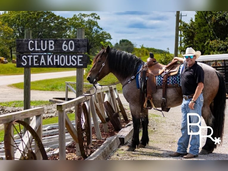 Percheron Castrone 4 Anni 152 cm Baio roano in Mountain Grove MO