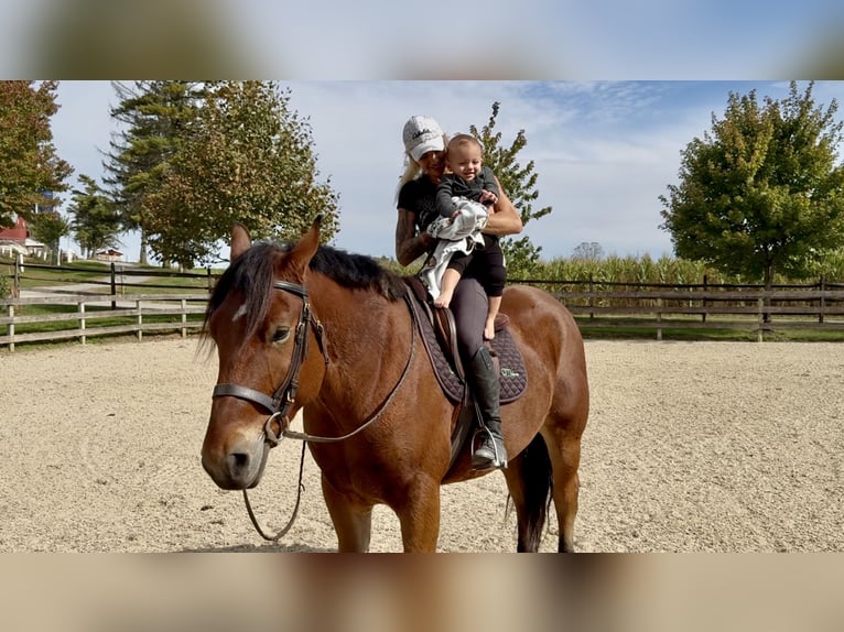 Percheron Mix Castrone 4 Anni 157 cm Baio ciliegia in Gap, PA