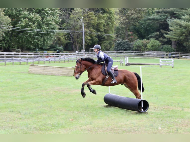 Percheron Mix Castrone 4 Anni 157 cm Baio ciliegia in Gap, PA