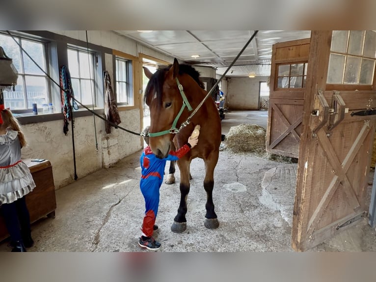 Percheron Mix Castrone 4 Anni 157 cm Baio ciliegia in Gap, PA