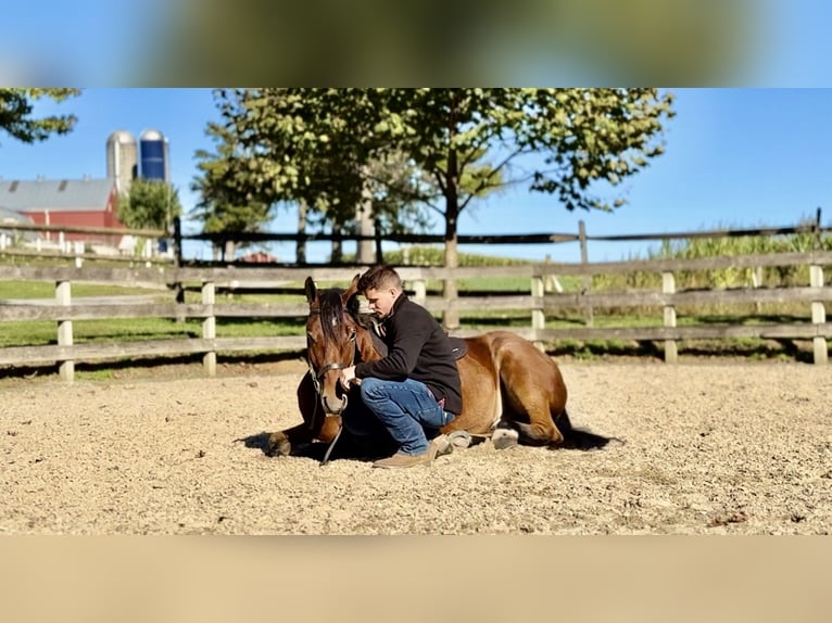 Percheron Mix Castrone 4 Anni 157 cm Baio ciliegia in Gap, PA