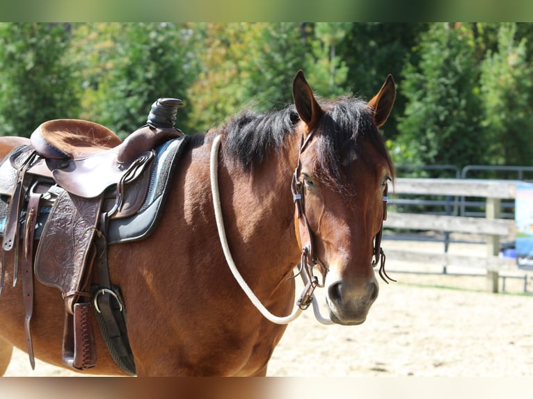 Percheron Mix Castrone 4 Anni 157 cm Baio ciliegia in Gap, PA