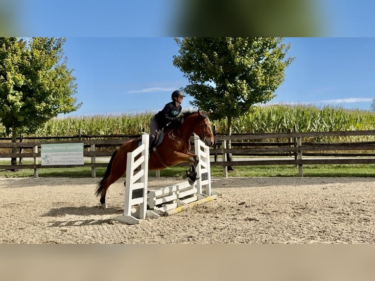 Percheron Mix Castrone 4 Anni 157 cm Baio ciliegia in Gap, PA