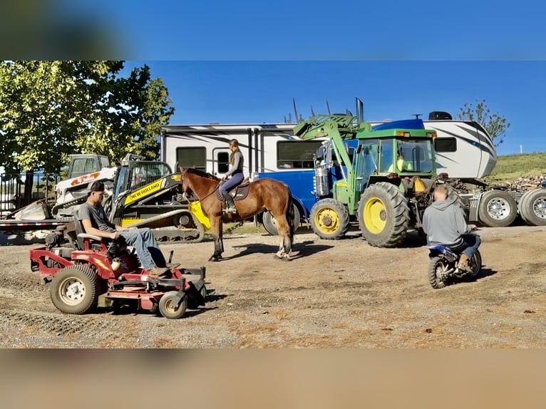 Percheron Mix Castrone 4 Anni 157 cm Baio ciliegia in Gap, PA