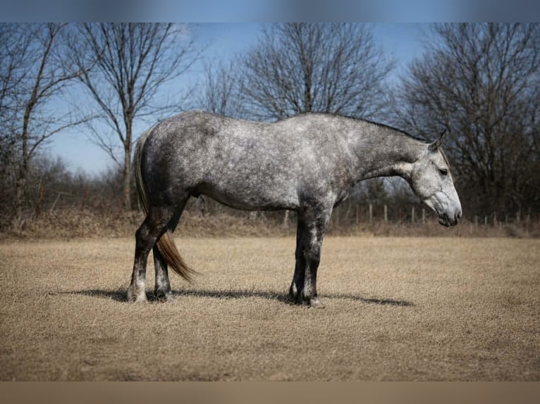 Percheron Mix Castrone 4 Anni 157 cm Grigio in Cincinnati