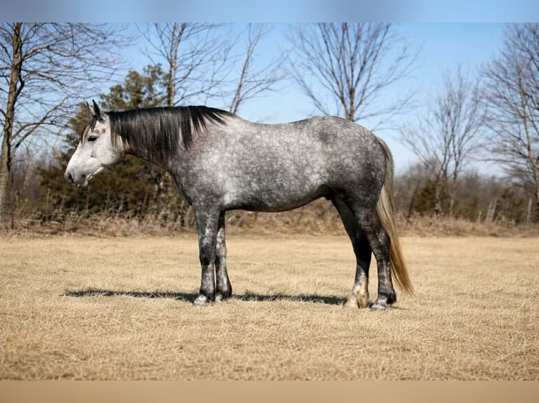 Percheron Mix Castrone 4 Anni 157 cm Grigio in Cincinnati
