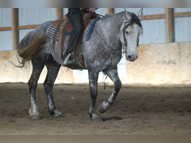 Percheron Mix Castrone 4 Anni 157 cm Grigio in Cincinnati