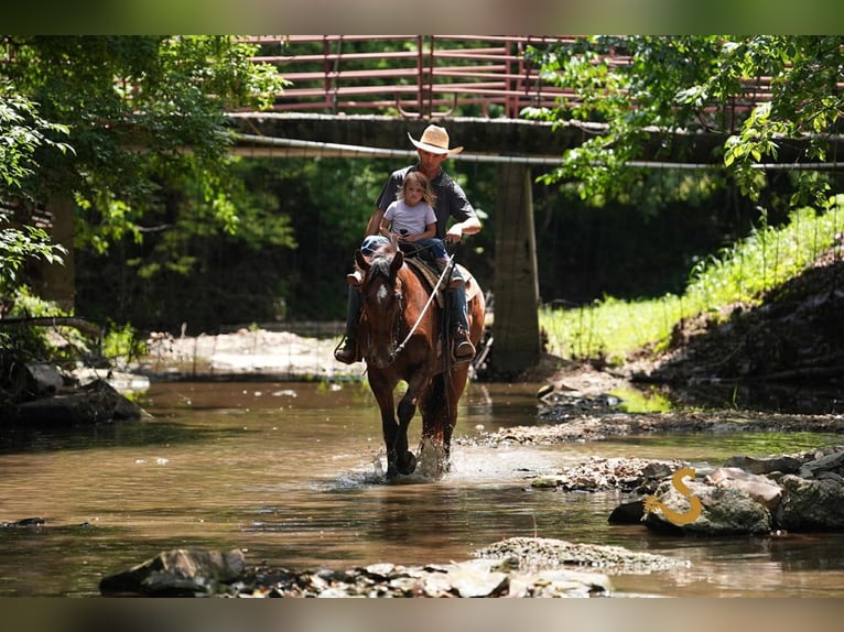 Percheron Mix Castrone 4 Anni 160 cm Baio ciliegia in Bogard, MO
