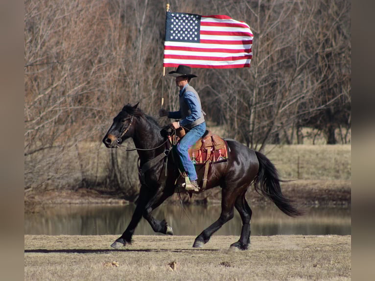 Percheron Mix Castrone 4 Anni 160 cm Baio scuro in Baxter Springs, KS