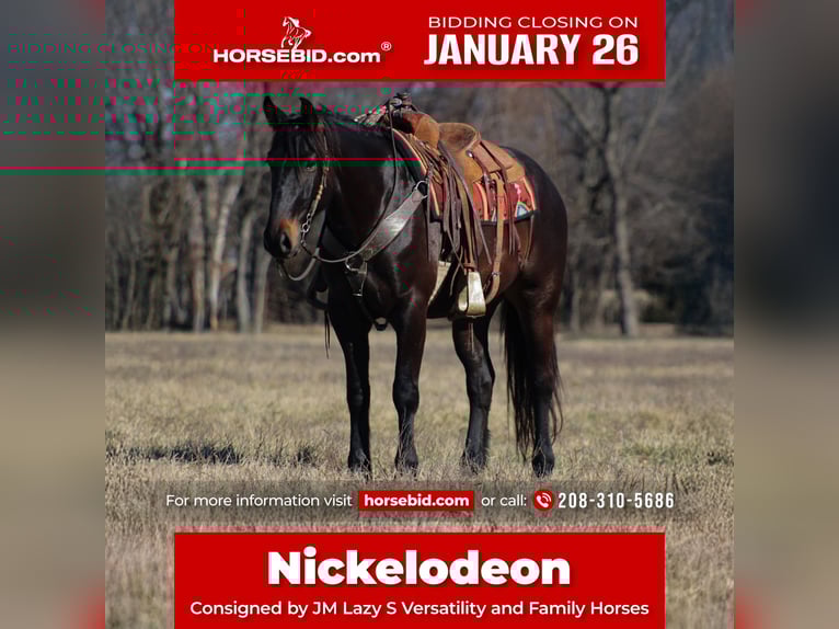 Percheron Mix Castrone 4 Anni 160 cm Baio scuro in Baxter Springs, KS