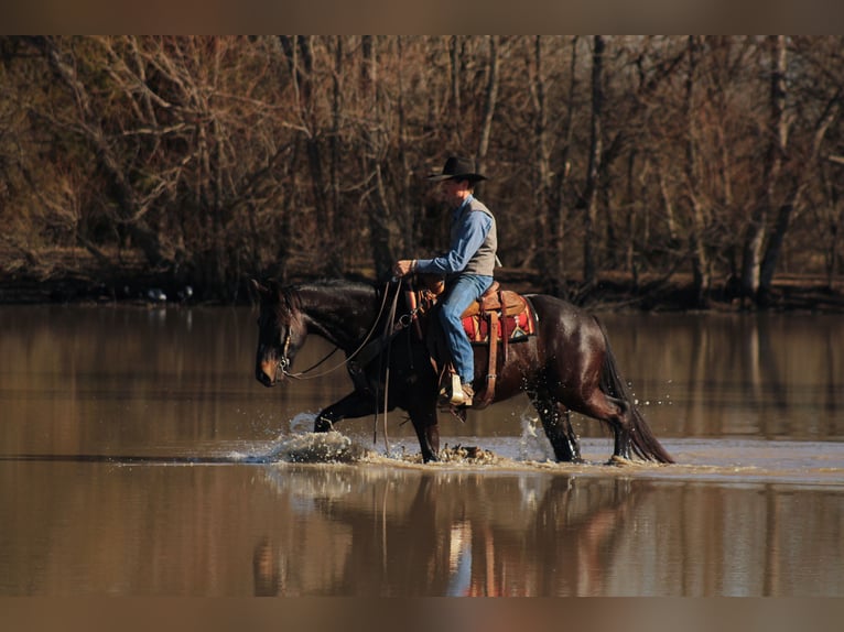 Percheron Mix Castrone 4 Anni 160 cm Baio scuro in Baxter Springs, KS
