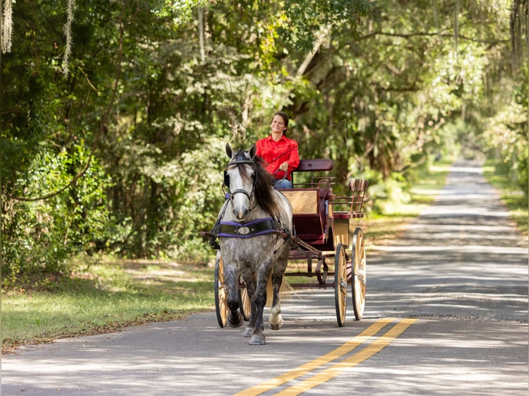 Percheron Mix Castrone 4 Anni 160 cm Grigio in Ocala Percheron Mix Castrone 4 Anni 160 cm Grigio in Ocala
