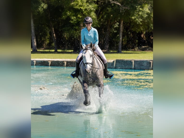 Percheron Mix Castrone 4 Anni 160 cm Grigio in Ocala Percheron Mix Castrone 4 Anni 160 cm Grigio in Ocala