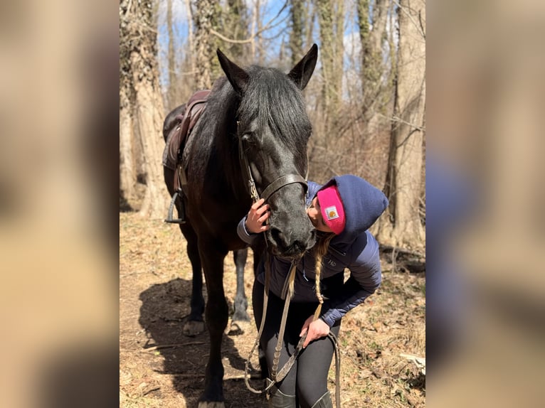 Percheron Mix Castrone 4 Anni 160 cm Morello in Gap