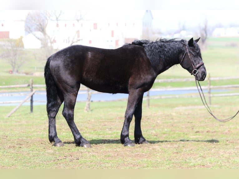 Percheron Mix Castrone 4 Anni 160 cm Morello in Gap