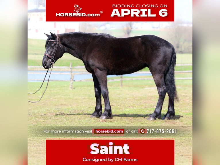 Percheron Mix Castrone 4 Anni 160 cm Morello in Gap