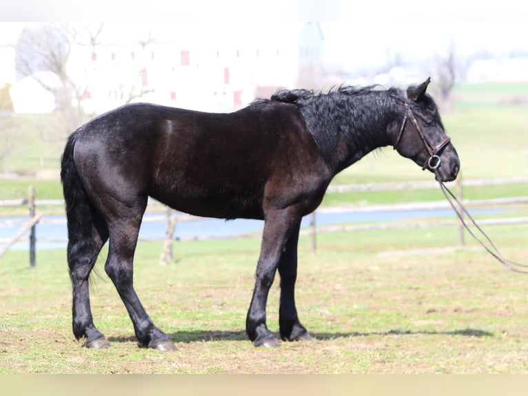 Percheron Mix Castrone 4 Anni 160 cm Morello in Gap