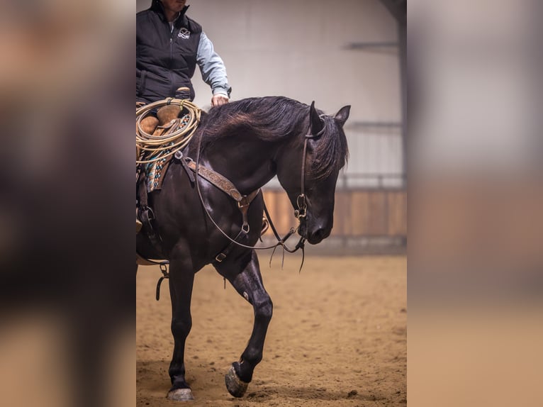 Percheron Mix Castrone 4 Anni 160 cm Morello in Canistota