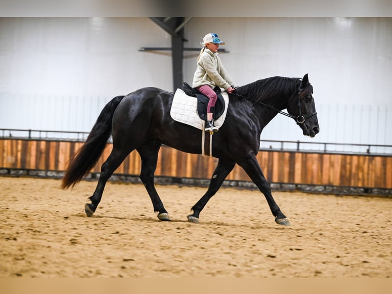 Percheron Mix Castrone 4 Anni 160 cm Morello in Canistota