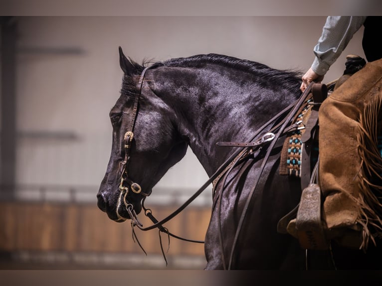 Percheron Mix Castrone 4 Anni 160 cm Morello in Canistota
