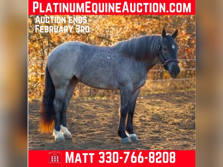 Percheron Castrone 4 Anni 160 cm Roano blu in Bristolvillle OH