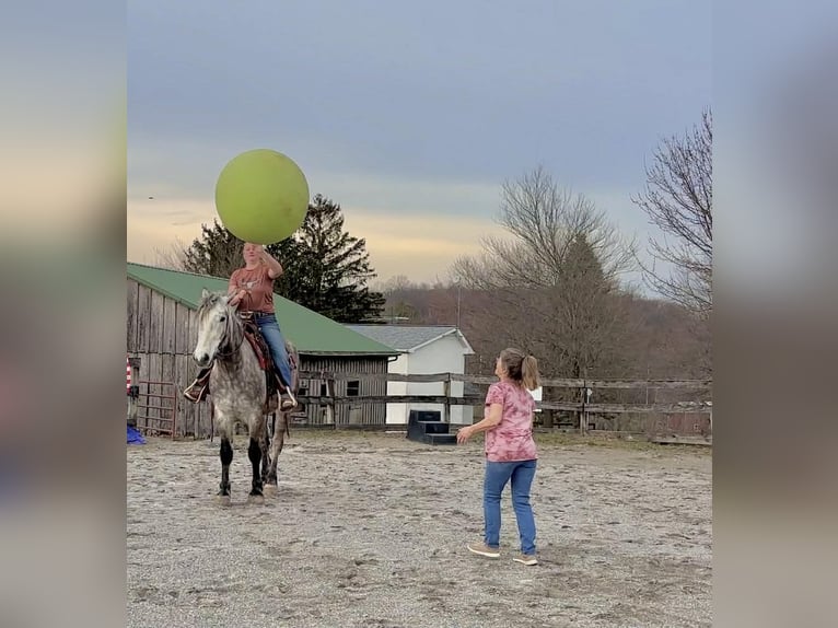 Percheron Castrone 4 Anni 163 cm Grigio in New Holland