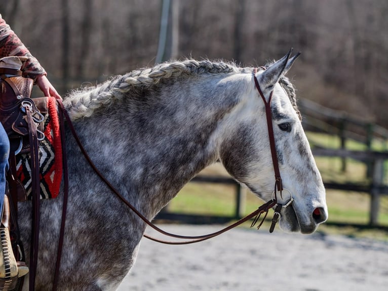 Percheron Castrone 4 Anni 163 cm Grigio in New Holland