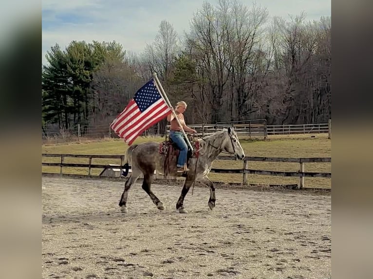 Percheron Castrone 4 Anni 163 cm Grigio in New Holland