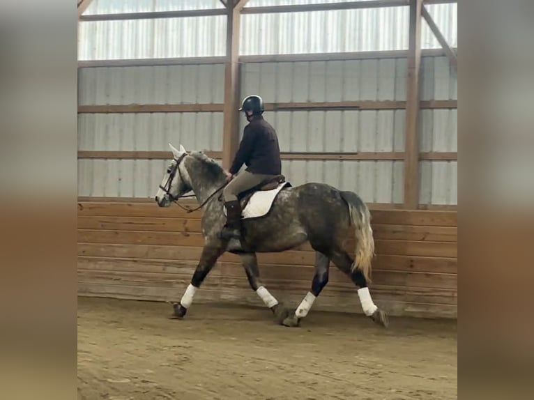 Percheron Castrone 4 Anni 163 cm Grigio in New Holland