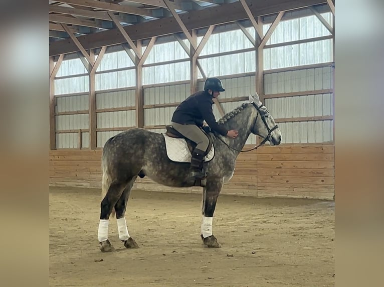 Percheron Castrone 4 Anni 163 cm Grigio in New Holland