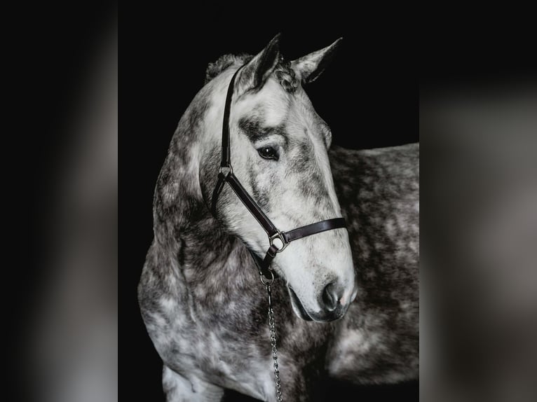 Percheron Castrone 4 Anni 163 cm Grigio in New Holland