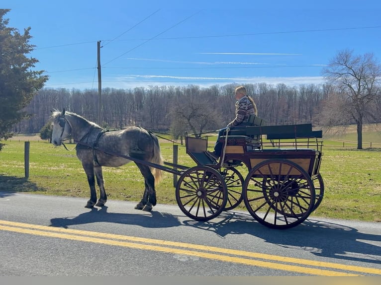 Percheron Castrone 4 Anni 163 cm Grigio in New Holland