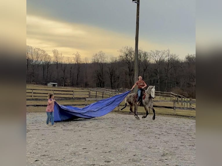Percheron Castrone 4 Anni 163 cm Grigio in New Holland