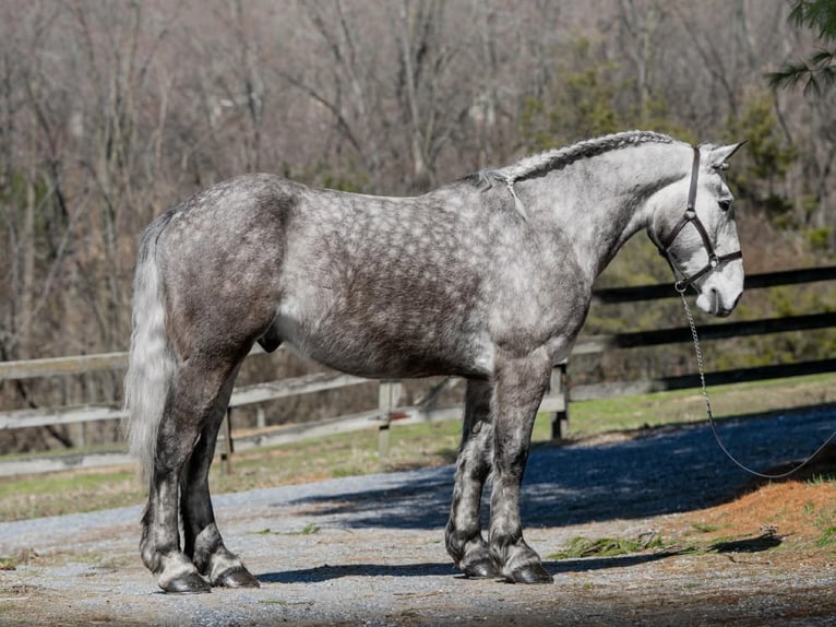 Percheron Castrone 4 Anni 163 cm Grigio in New Holland