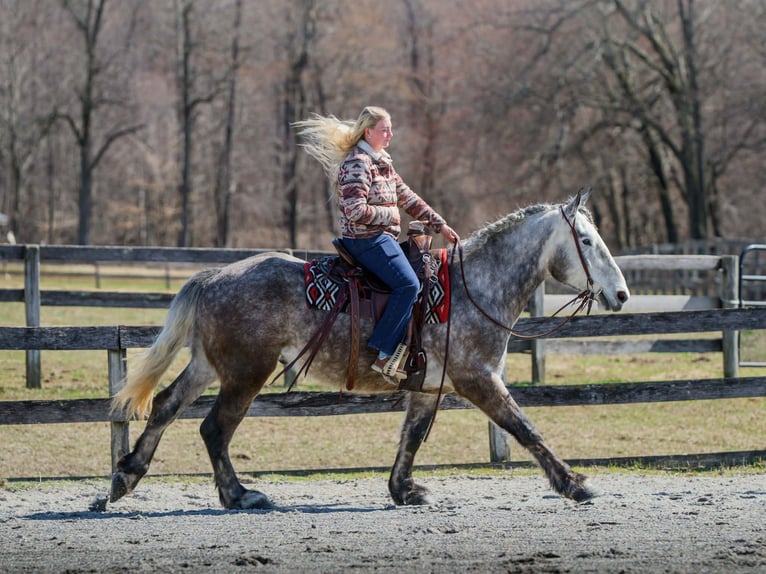 Percheron Castrone 4 Anni 163 cm Grigio in New Holland