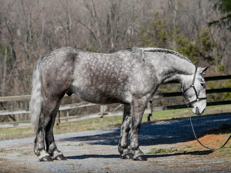 Percheron Castrone 4 Anni 163 cm Grigio in New Holland