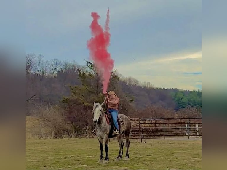 Percheron Castrone 4 Anni 163 cm Grigio in New Holland