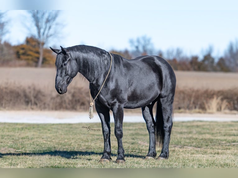 Percheron Mix Castrone 4 Anni 163 cm Morello in Harwood