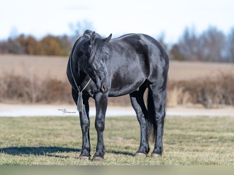 Percheron Mix Castrone 4 Anni 163 cm Morello in Harwood