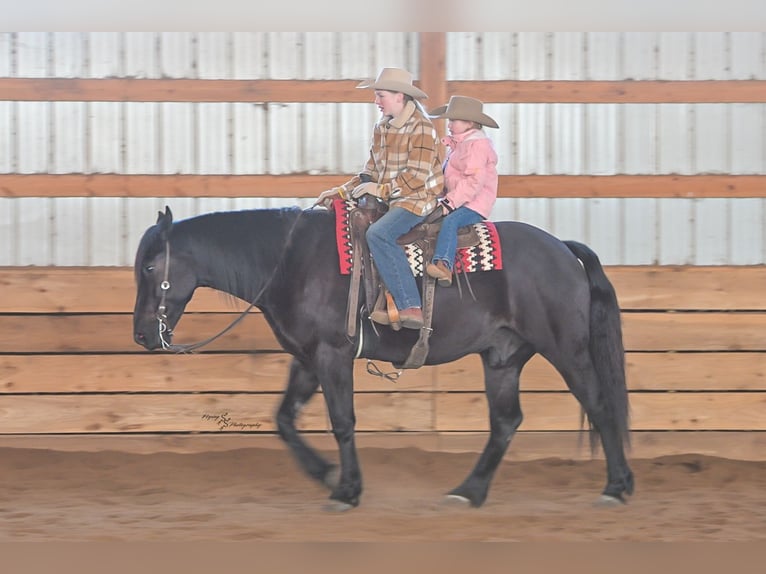Percheron Mix Castrone 4 Anni 163 cm Morello in Harwood