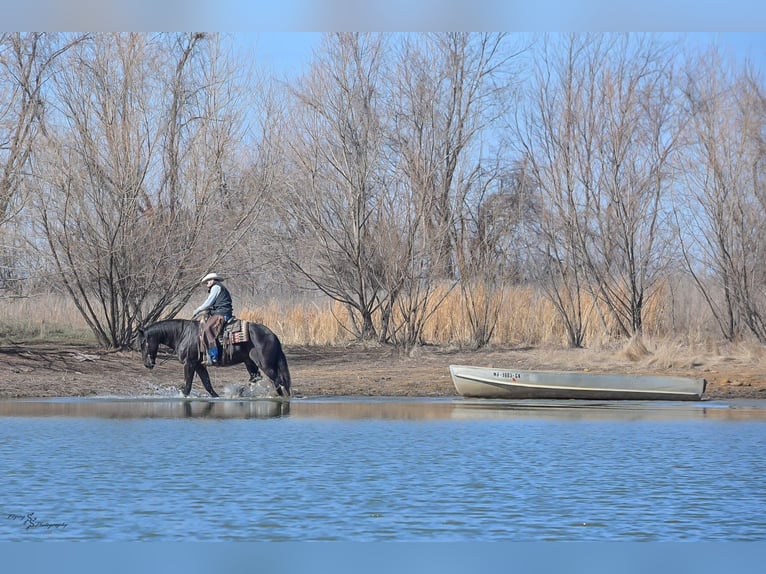 Percheron Mix Castrone 4 Anni 163 cm Morello in Harwood