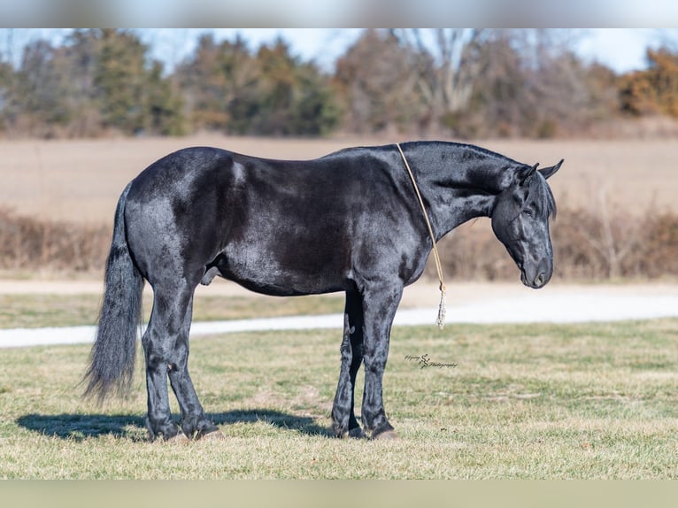 Percheron Mix Castrone 4 Anni 163 cm Morello in Harwood
