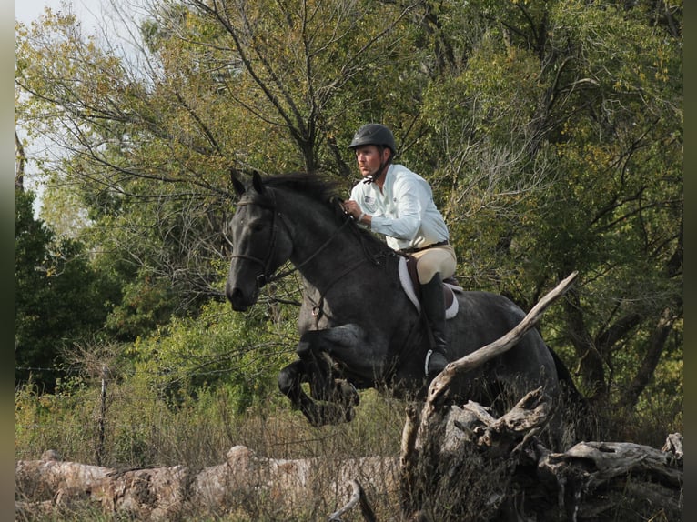 Percheron Mix Castrone 4 Anni 163 cm Roano blu in Baxter Springs