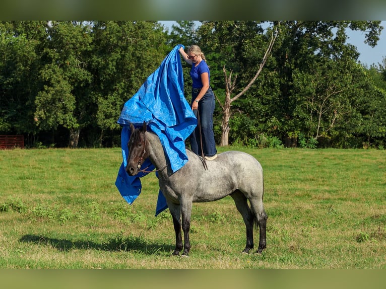 Percheron Mix Castrone 4 Anni 163 cm Roano blu in Quitman