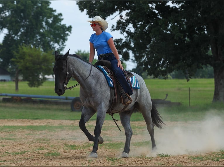 Percheron Mix Castrone 4 Anni 163 cm Roano blu in Quitman