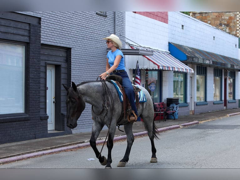 Percheron Mix Castrone 4 Anni 163 cm Roano blu in Quitman