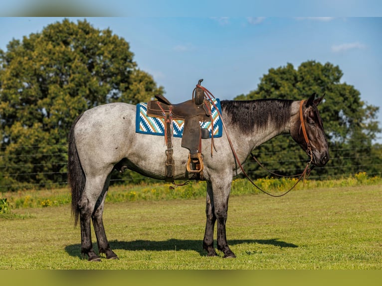 Percheron Mix Castrone 4 Anni 163 cm Roano blu in Quitman