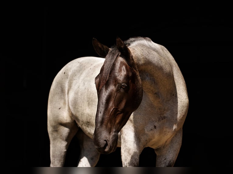 Percheron Mix Castrone 4 Anni 163 cm Roano blu in Quitman