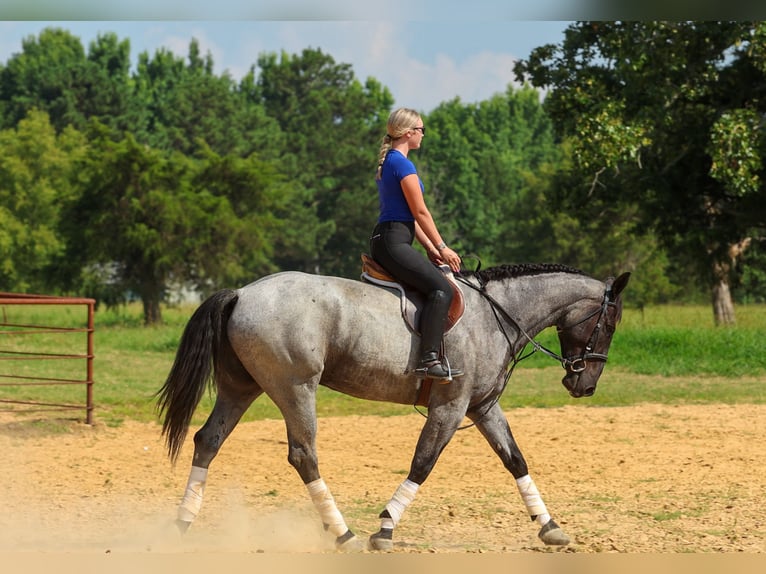 Percheron Mix Castrone 4 Anni 163 cm Roano blu in Quitman